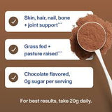 Vital Proteins Chocolate Collagen Peptides – 13.5 oz